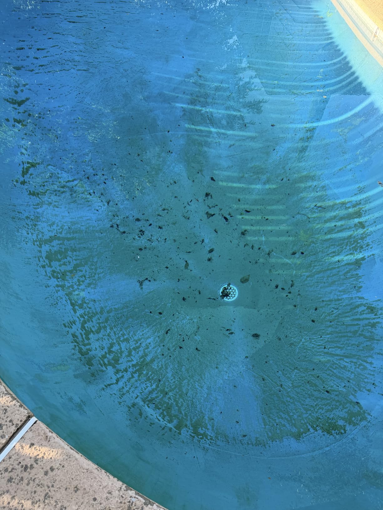 Dolphin Nautilus CC Automatic Robotic Pool Vacuum Cleaner, Wall Climbing Scrubber Brush, Top Load Filter Access, Ideal for Above/In-Ground Pools up to 33 FT in Length customer photo 1