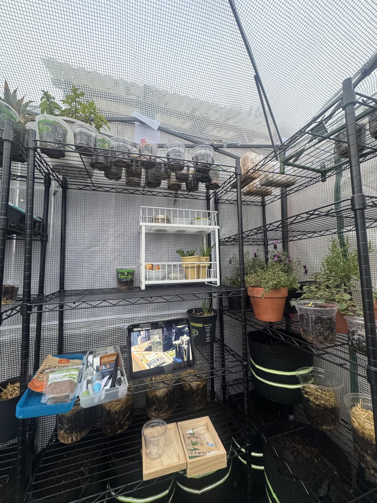 EAGLE PEAK 8x6 Portable Walk in Greenhouse, Pop Up Indoor Outdoor Greenhouse, Green House Kit with Zippered Roll-Up Doors and Windows, PE Cover customer photo 1