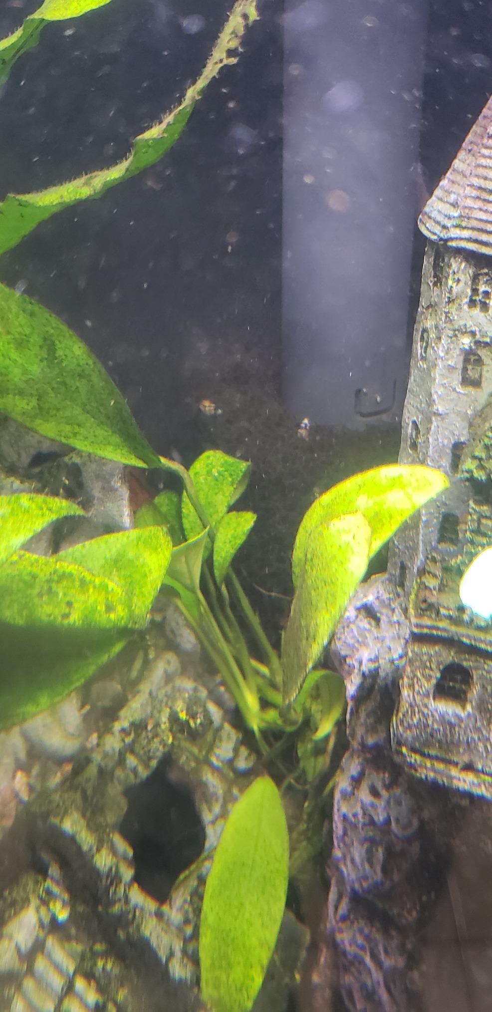 Marineland Bio-Wheel Penguin 375 GPH Power Aquarium Filter customer photo 1