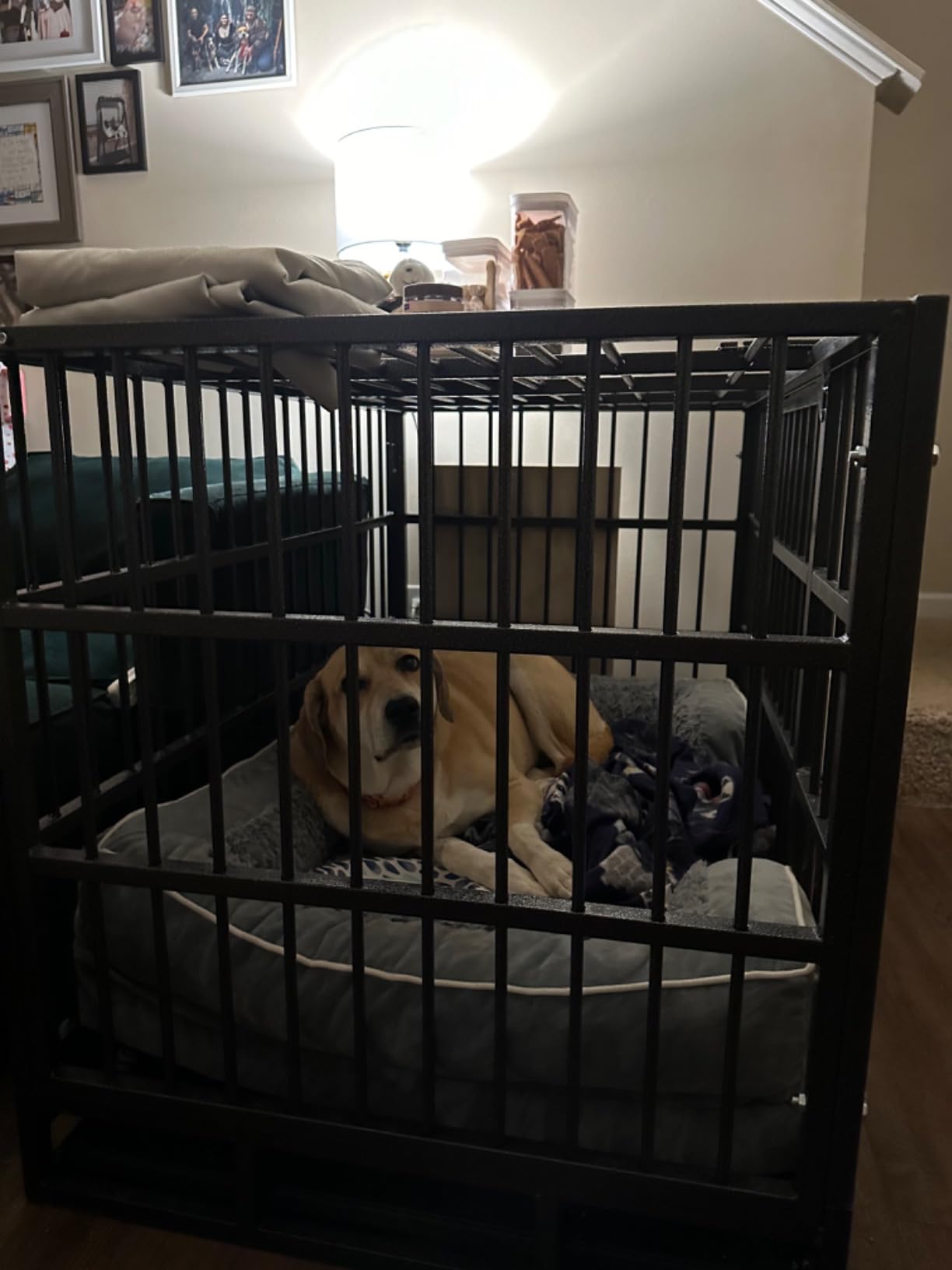 Hiwokk 48 Inch Heavy Duty Dog Crate, Indestructible Kennel for Large Dogs customer photo 2