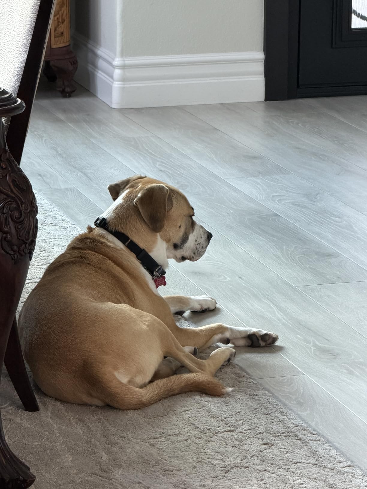 Furbo 360° Dog Camera [Paid Plan Required to Activate] customer photo 1