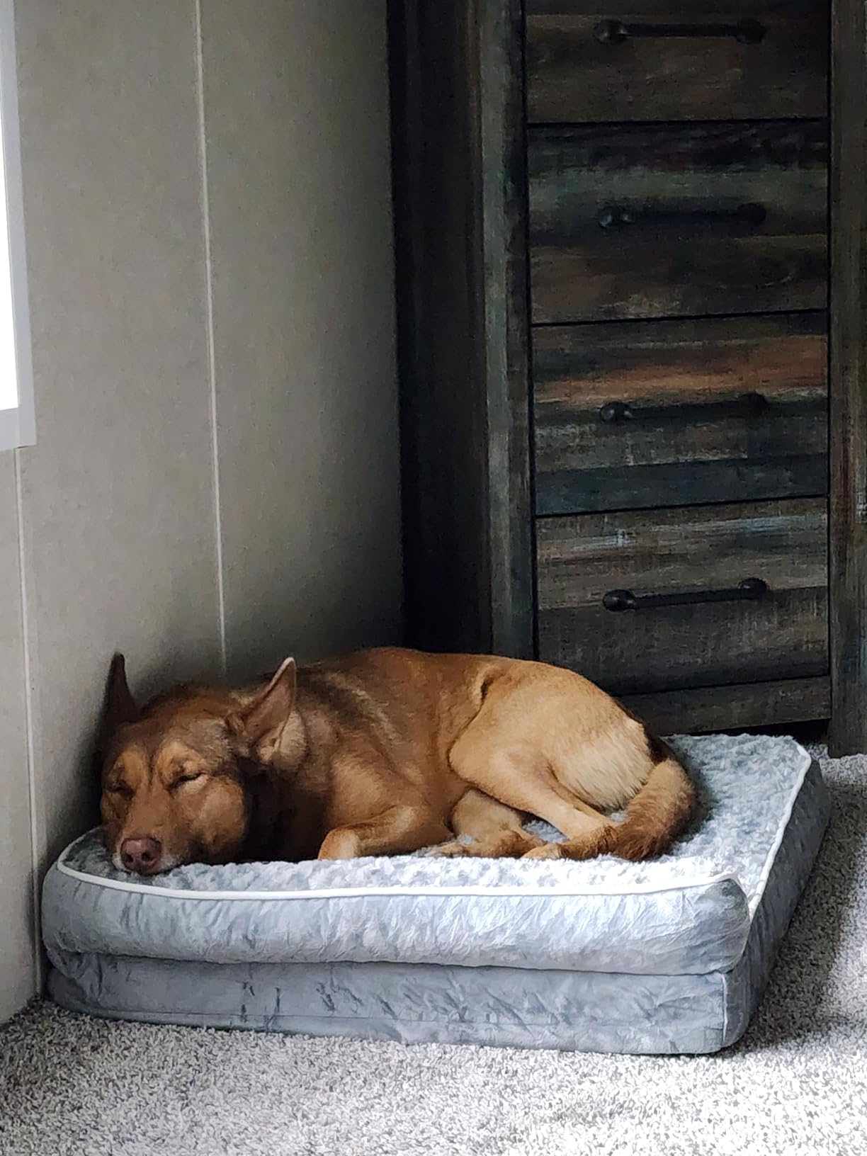 BFPETHOME Orthopedic Washable Dog Bed, Sleeping Couch for Large Senior Dogs customer photo 1