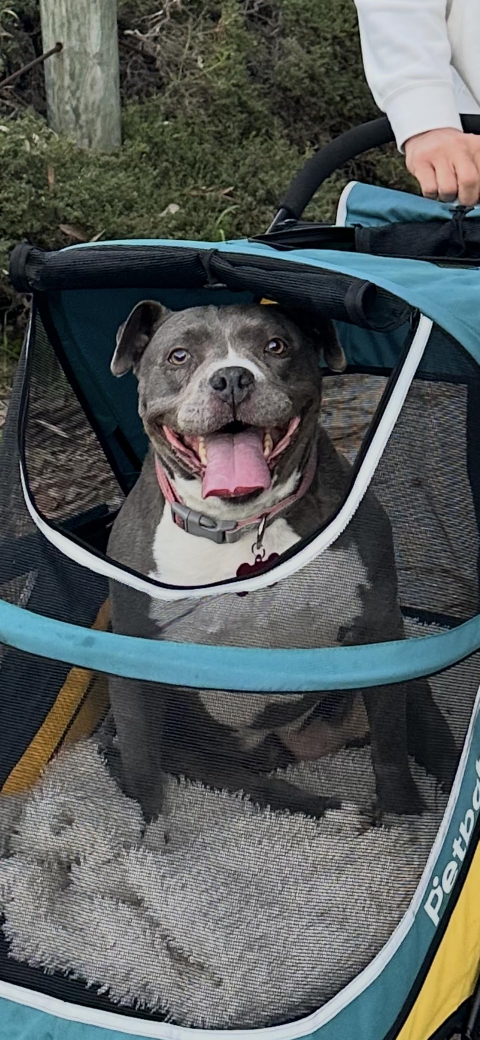 Petbobi Dog Stroller for Large Medium Dogs up to 80 lbs, Dual Entry customer photo 1