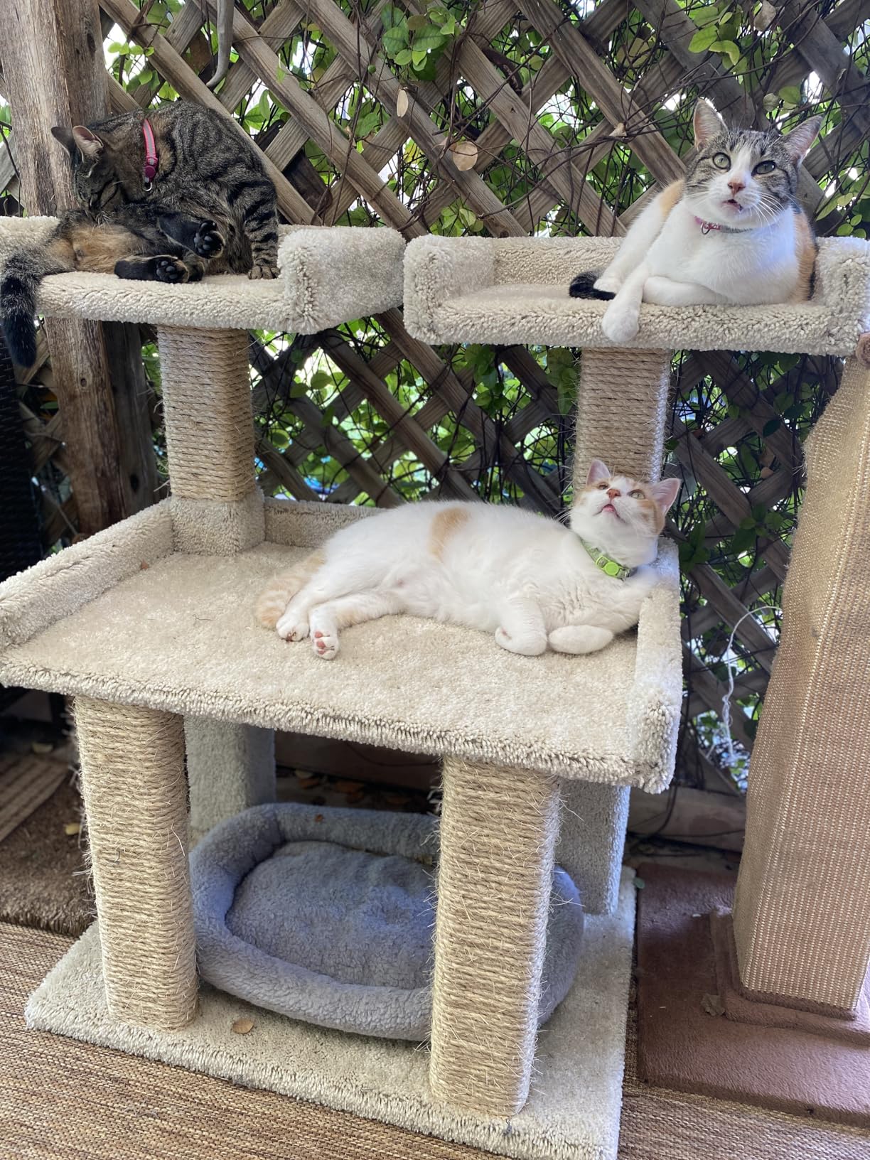Prestige Cat Trees Maine Coon Deluxe Cat Perch – Made in USA Sturdy Solid-Wood Tower for Large & Multiple Cats – Easy 2-Step Assembly, Plush Carpet, Sisal Scratch Posts customer photo 1