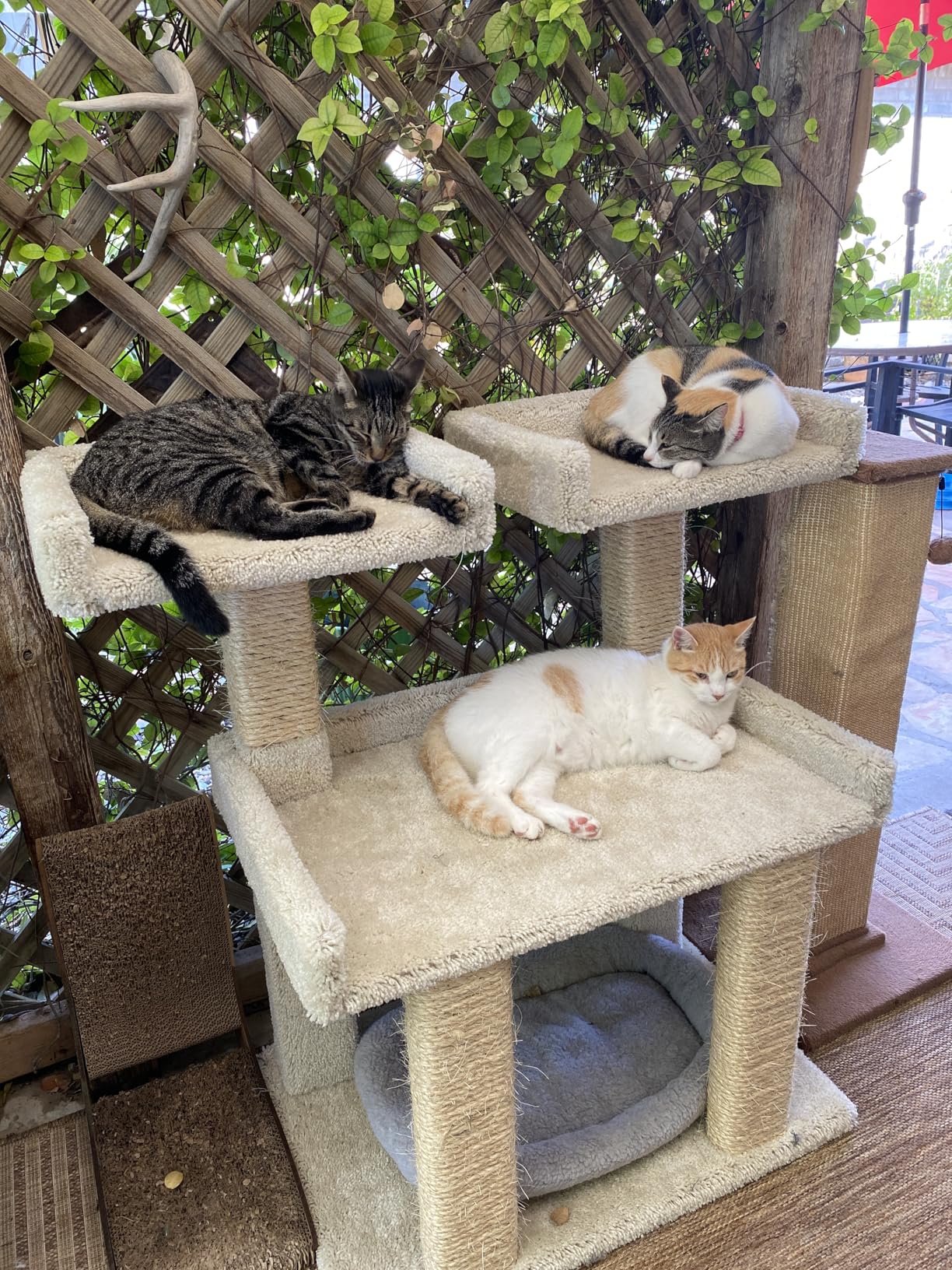 Prestige Cat Trees Maine Coon Deluxe Cat Perch – Made in USA Sturdy Solid-Wood Tower for Large & Multiple Cats – Easy 2-Step Assembly, Plush Carpet, Sisal Scratch Posts customer photo 2