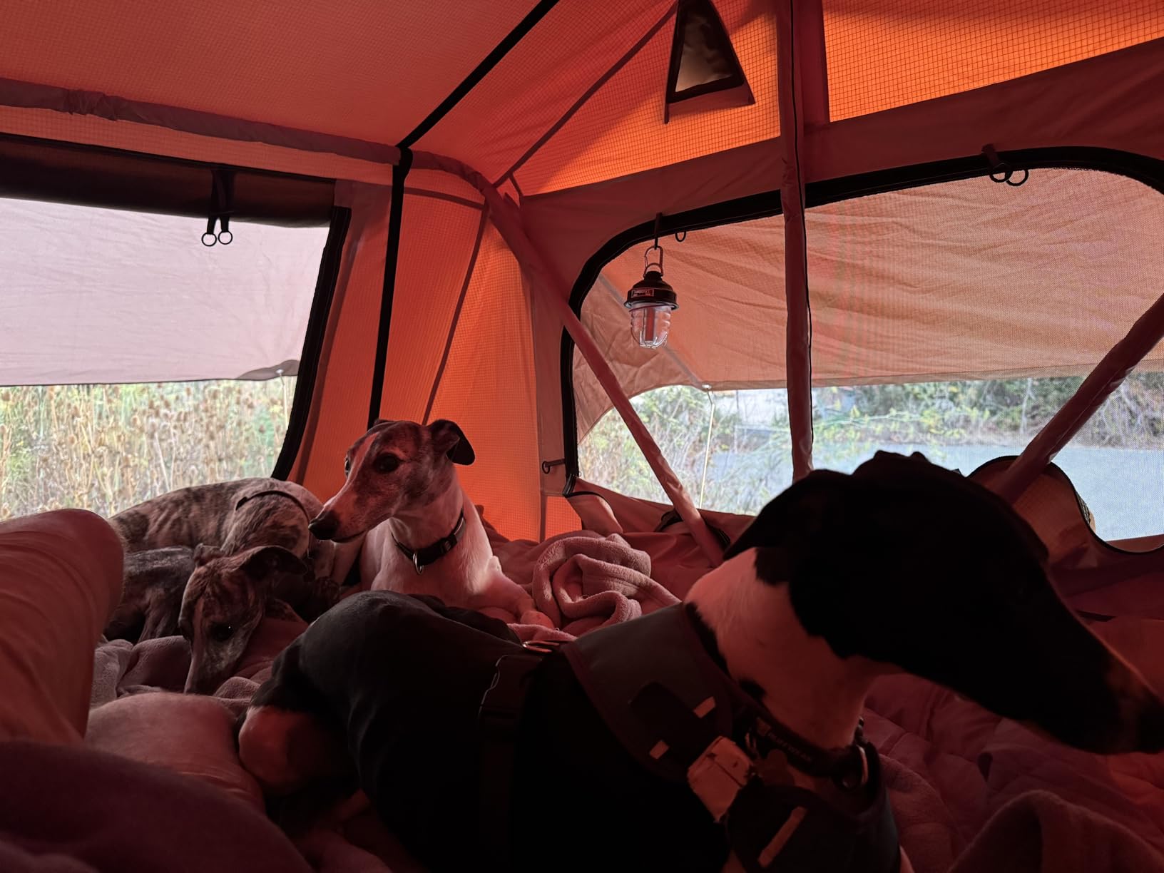 VEVOR Rooftop Tent Hard Shell, 2-3 Person Roof Top Tent for Car SUV Truck Jeep Van Camping with Telescopic Ladder, Thick Mattress & LED Light customer photo 1