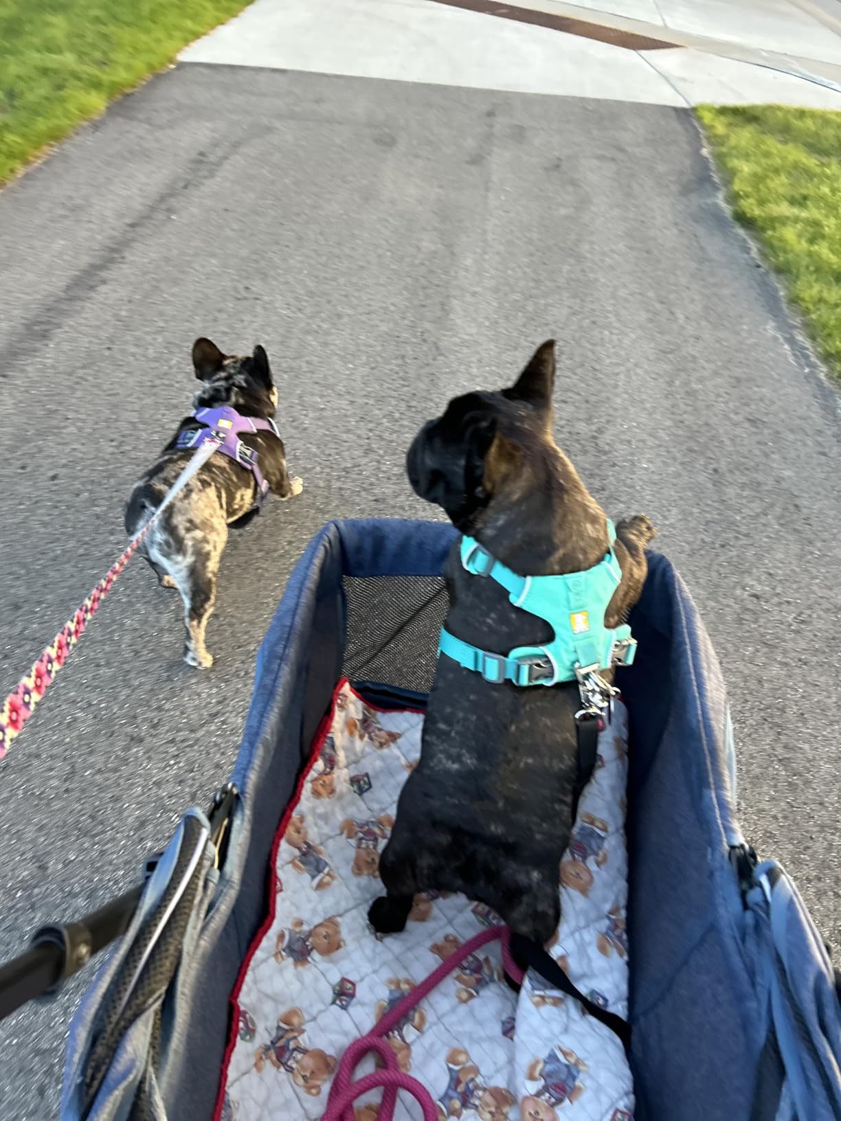 Dog Stroller for Large & Medium Dogs (20–132 lbs), for 2 Small Dogs customer photo 2