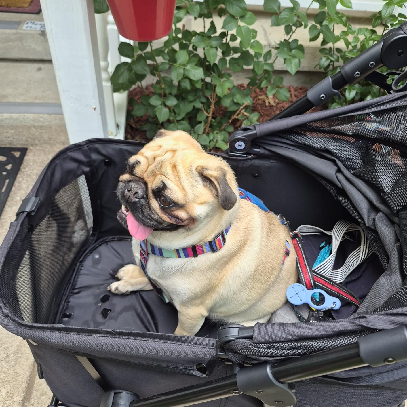 Zoosky Medium Dog Stroller for Large Dogs, Pet Stroller, Up to 66lbs customer photo 1