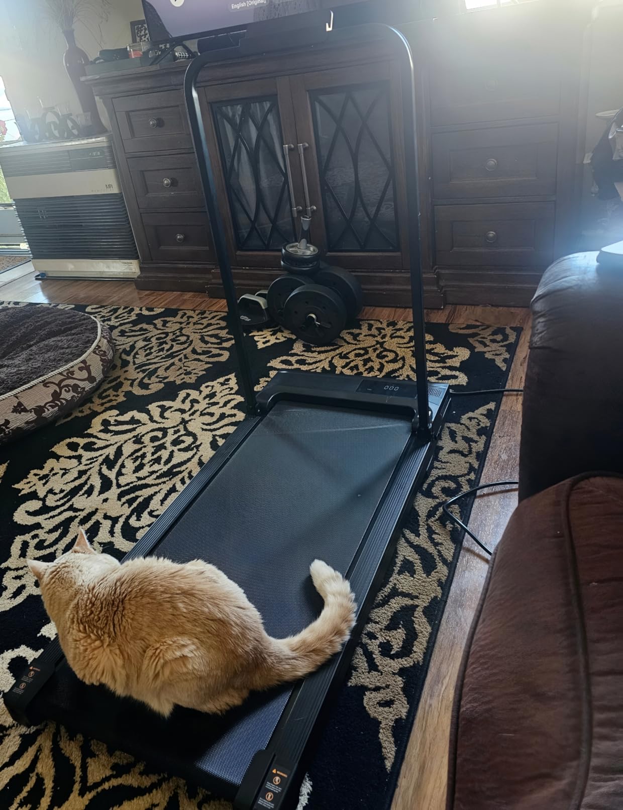 Walking Pad Treadmill for Home - Folding Treadmills with Handle Bar Portable Compact Fold up Indoor Foldable Handles Electric Walk Pads Small Spaces Mini Running Quiet Under Bed Office customer photo 2