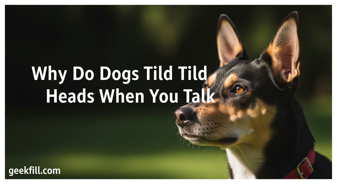 Why Do Dogs Tilt Their Heads When You Talk