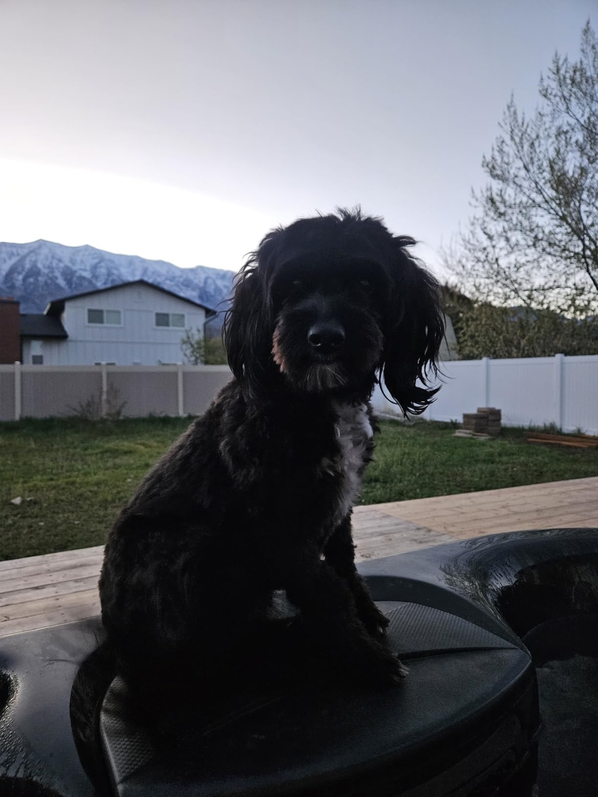 Professional Dog Clippers for Grooming Thick Curly Matted Coats customer photo 1