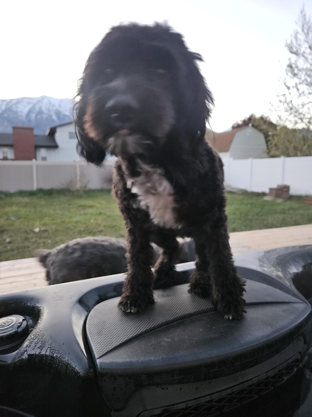 Professional Dog Clippers for Grooming Thick Curly Matted Coats customer photo 2