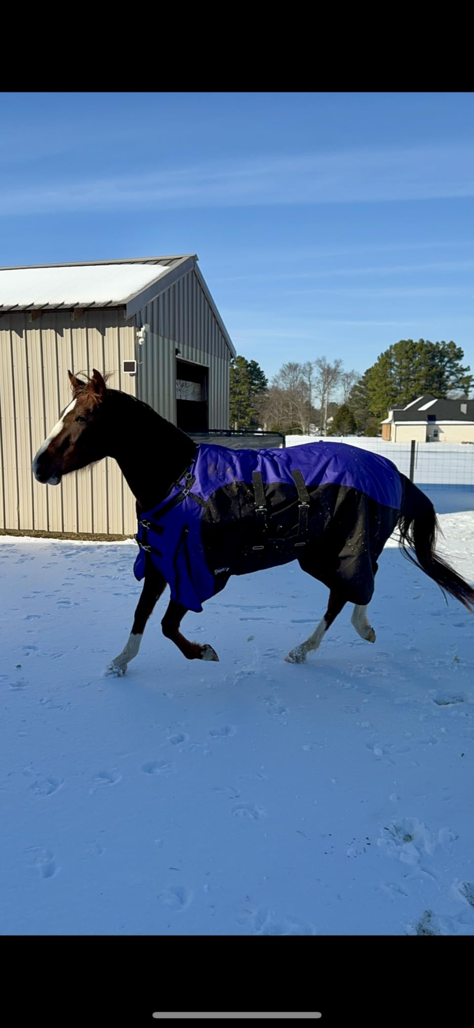 TOUGH1 1200D Turnout Blanket with Belly WRAP and SNUGGIT, Royal Blue, 78-in customer photo 1