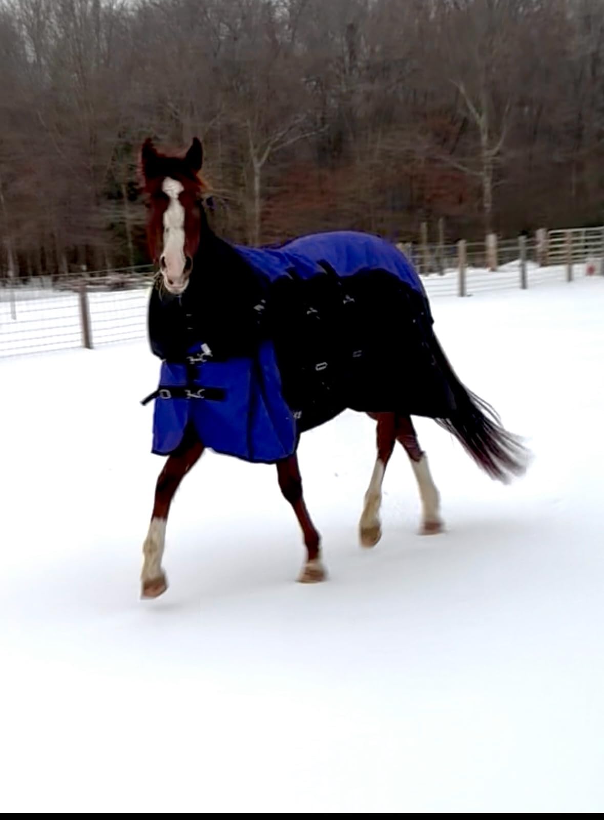 TOUGH1 1200D Turnout Blanket with Belly WRAP and SNUGGIT, Royal Blue, 78-in customer photo 2