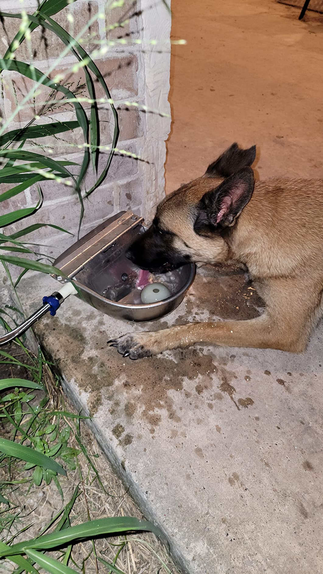 Automatic Cattle Waterer Stainless Steel Dog Water Bowl Outdoor & Indoor | Adjustable water level, Hanging With Garden Hose quick connect Mounting Screw, for sheep, ducks, pigs, horses, cows, chicken customer photo 2