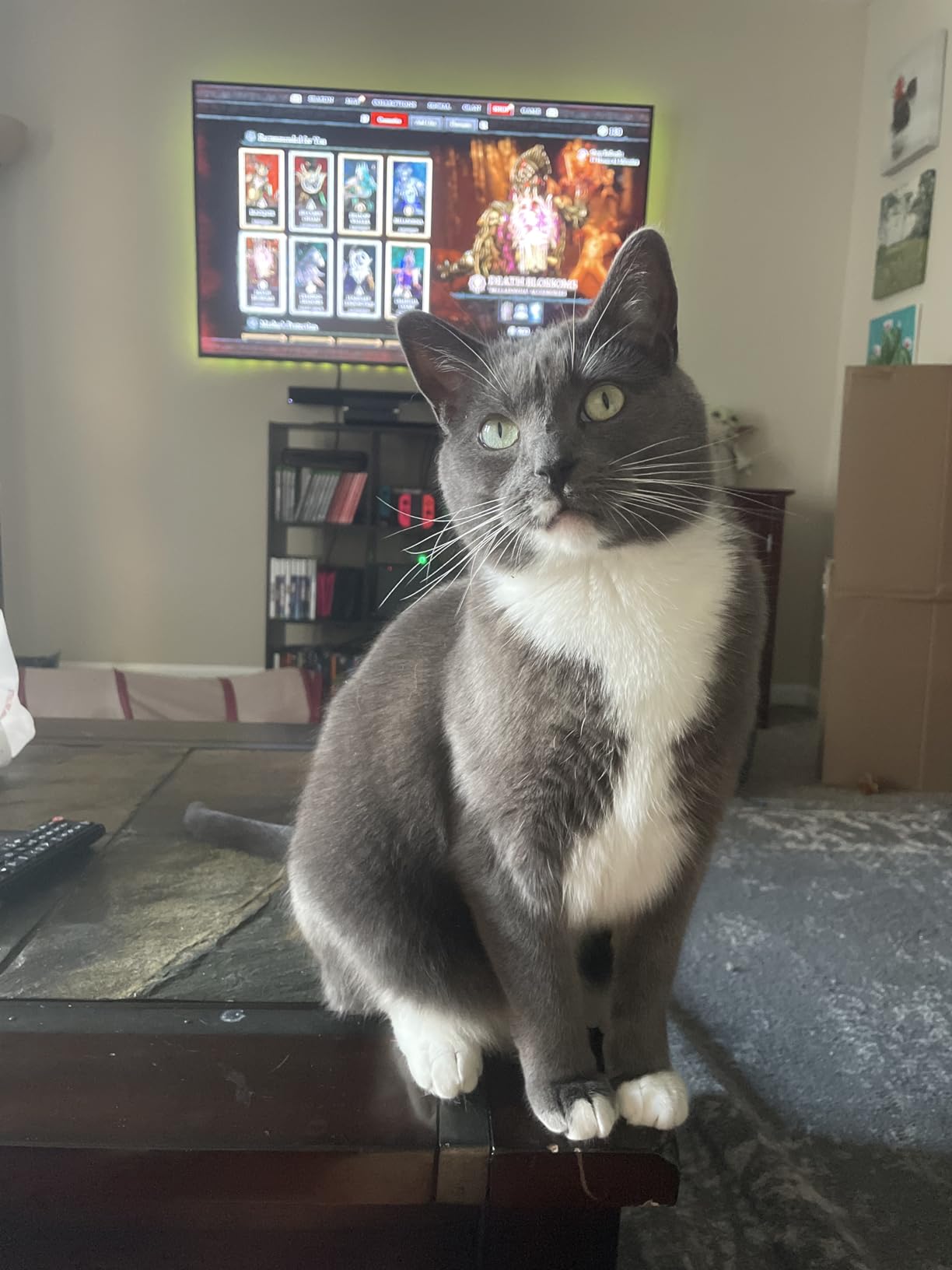 Cat Wheel, 46