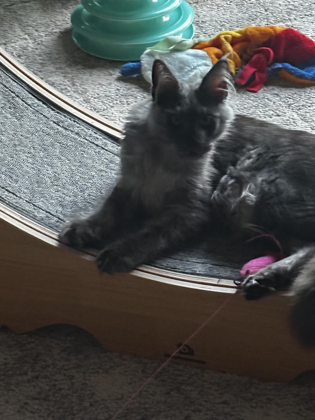 Cat Wheel, 46