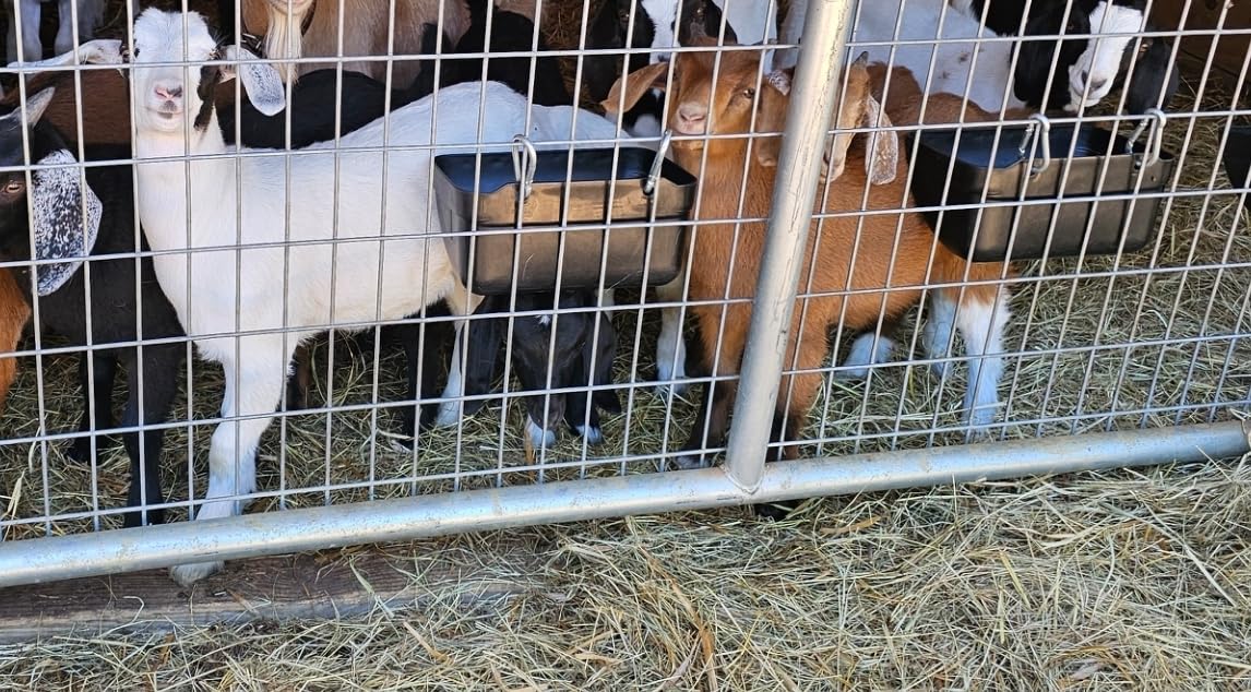 Goat Feeders Hanging Poultry Feeder Trough for Livestock, 6 x 3.5 Quart Black customer photo 1