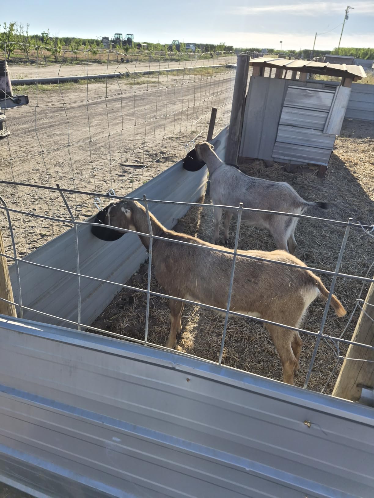 Goat Feeders Hanging Poultry Feeder Trough for Livestock, 6 x 3.5 Quart Black customer photo 2