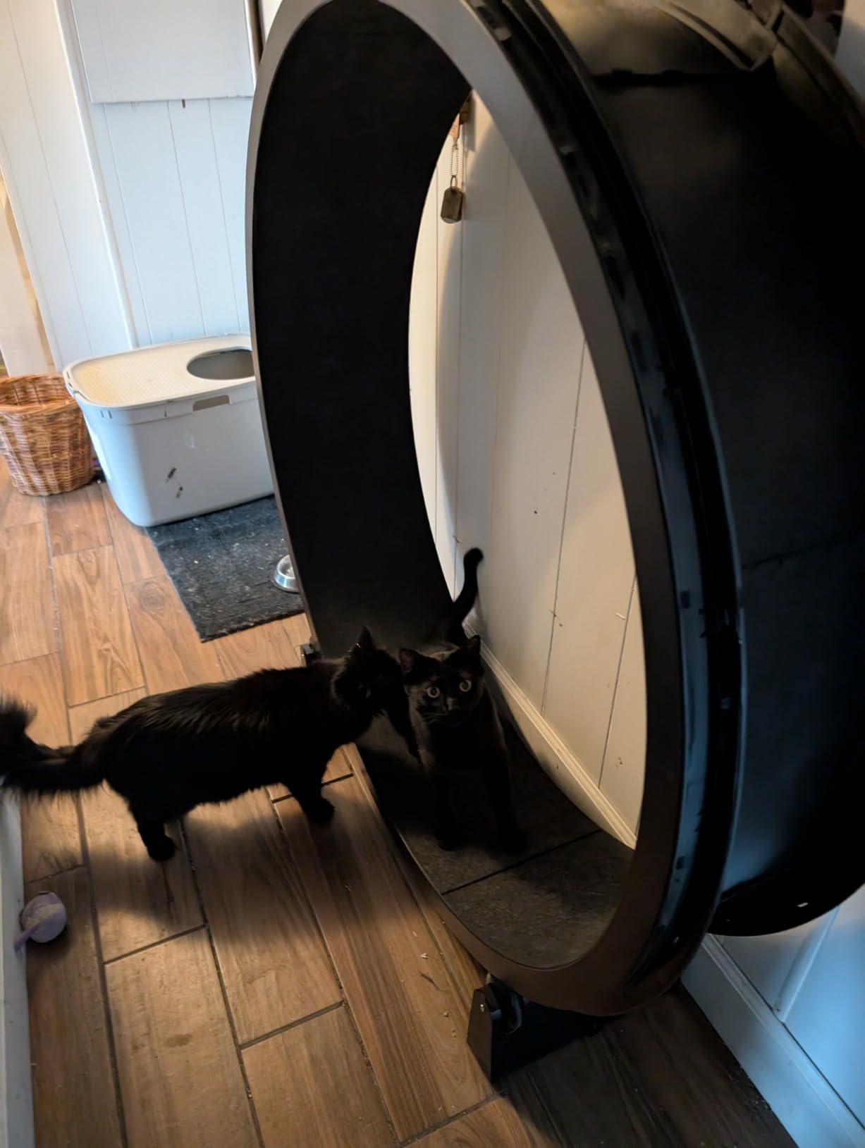 One Fast Cat - Cat Exercise Wheel - Gen. 7 - Safe 48