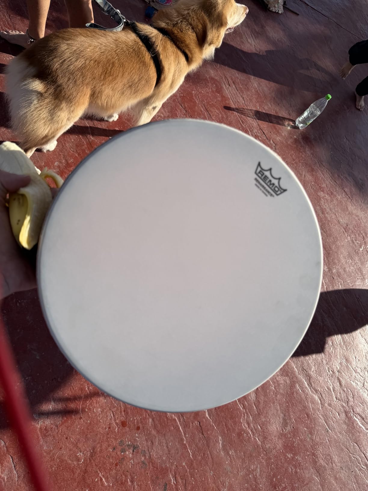 REMO Frame Drum, RENAISSANCE, 22