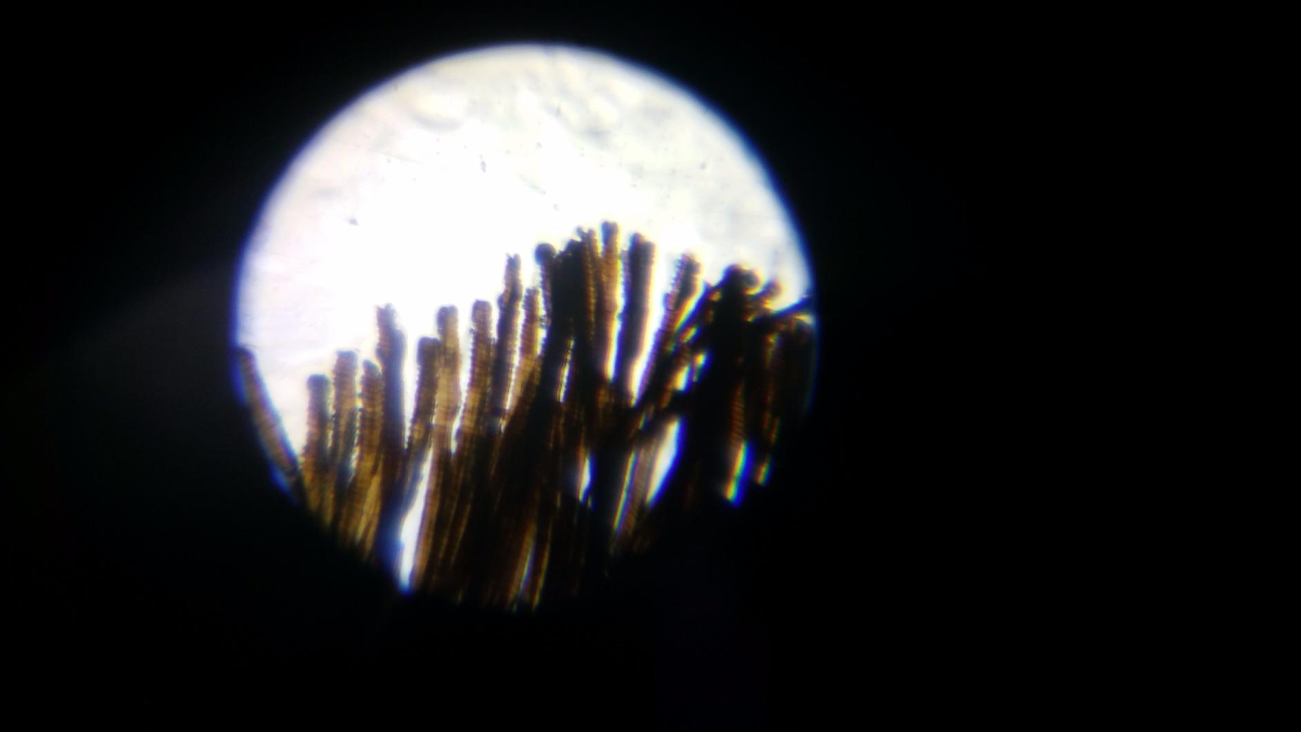 Educational Insights Nancy B's Science Club Microscope for Kids, Microscope Kit, Gift for Boys & Girls, Ages 8-12 customer photo 1