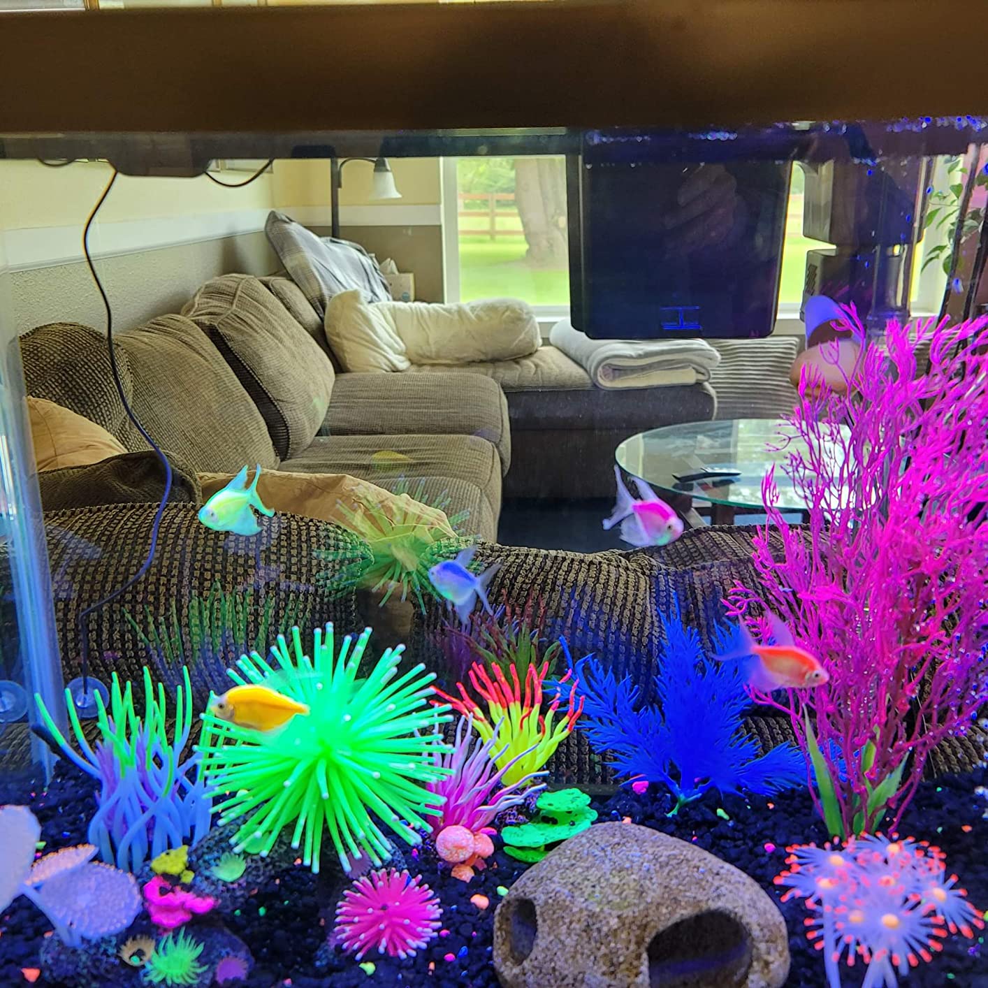 Tetra ColorFusion Aquarium 20 Gallon Fish Tank Kit, Includes LED Lighting and Decor customer photo 1