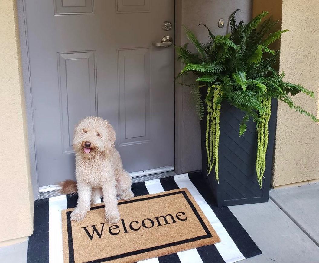 BIRDROCK HOME Welcome Coir Doormat | 18 x 30 Inch | Standard Welcome Mat with Black Border and Natural Fade | Vinyl Backed | Outdoor customer photo 1