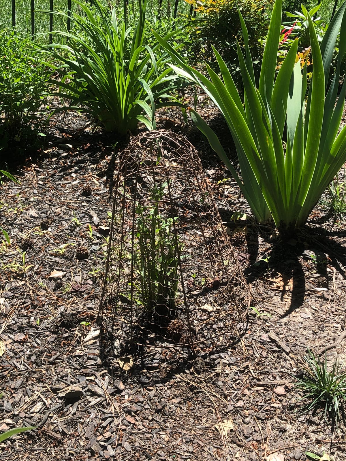 Set of Six Panacea 83280 Rustic Wire Garden Cloches, 20