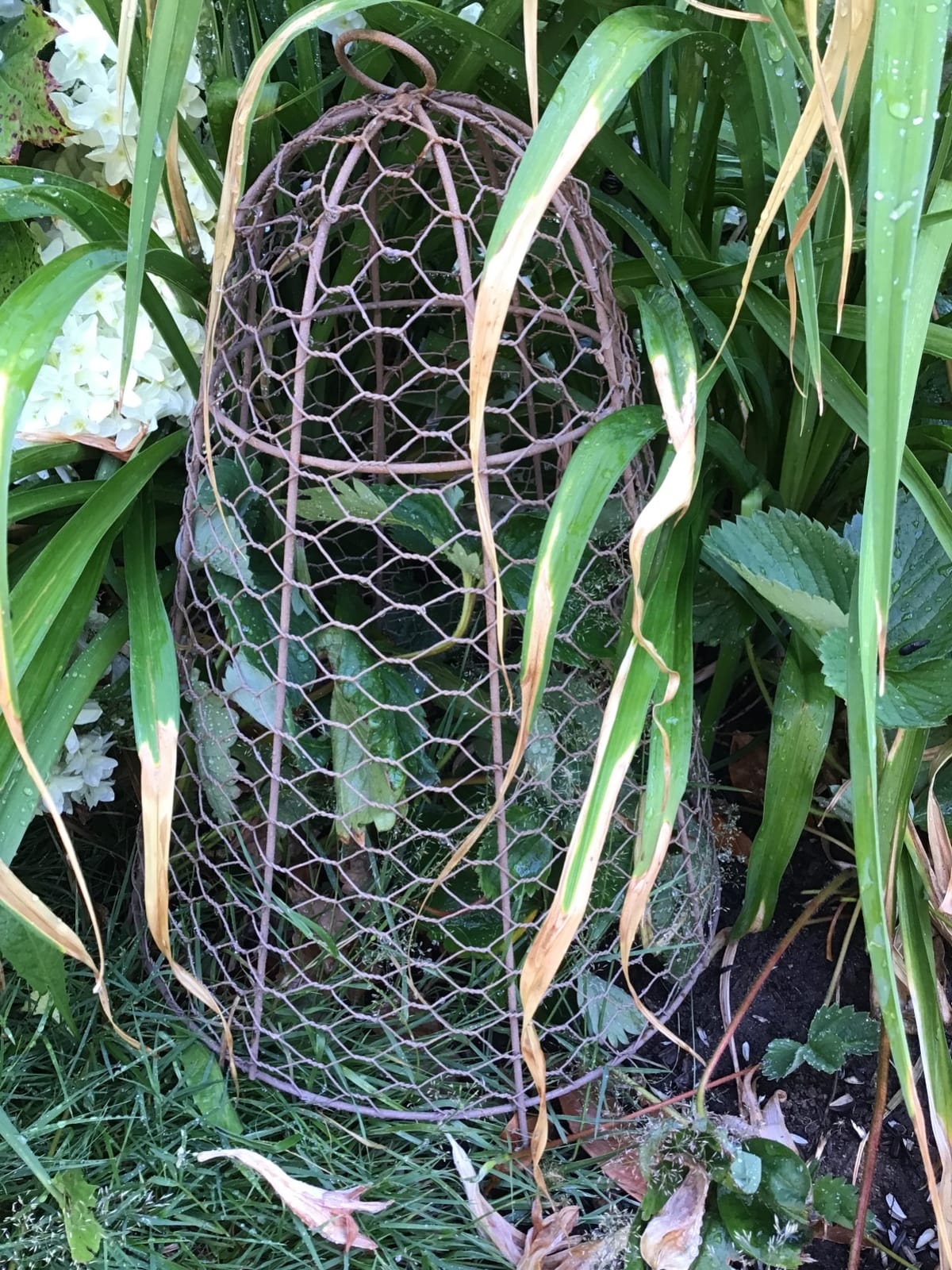 Set of Six Panacea 83280 Rustic Wire Garden Cloches, 20