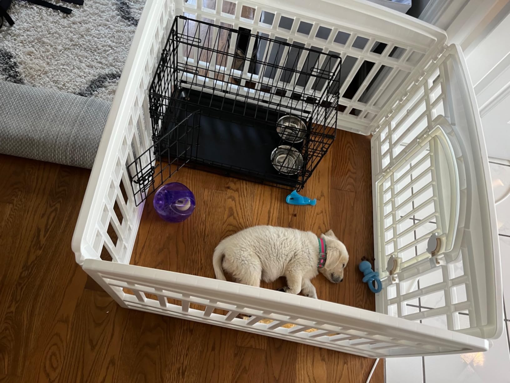 MidWest Homes for Pets Double Door iCrate Starter Kit, 24-inch Dog Crate Bundle for Small Breeds, Includes Cage, Pet Bed, 2 Bowls and Privacy Cover customer photo 2