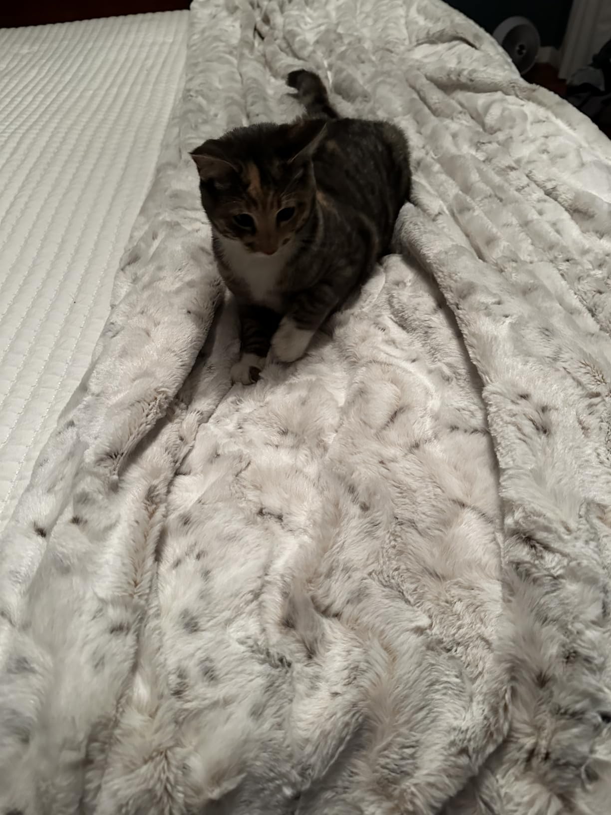 Madison Park Zuri Faux Fur Reversible Throw Blanket, 50 x 60, Snow Leopard | Oversized Soft Plush, OEKO-TEX Certified customer photo 1