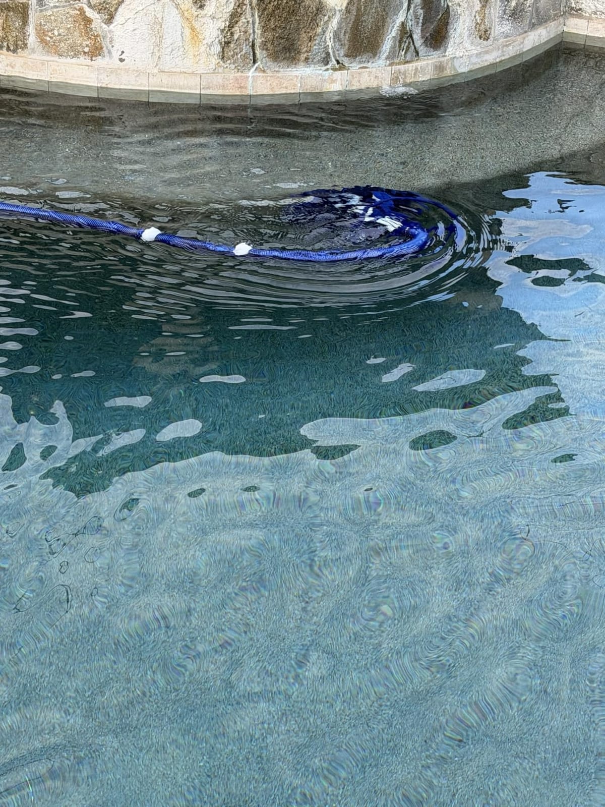 VINGLI Pool Cleaner, Automatic Wall-Climbing Pool Vacuum - Navy Blue & White | Pool Creepy Crawler Vacuum with 33FT Hoses, Suction Pool Cleaner for inground pools, Requires ≥3/4HP pump customer photo 2