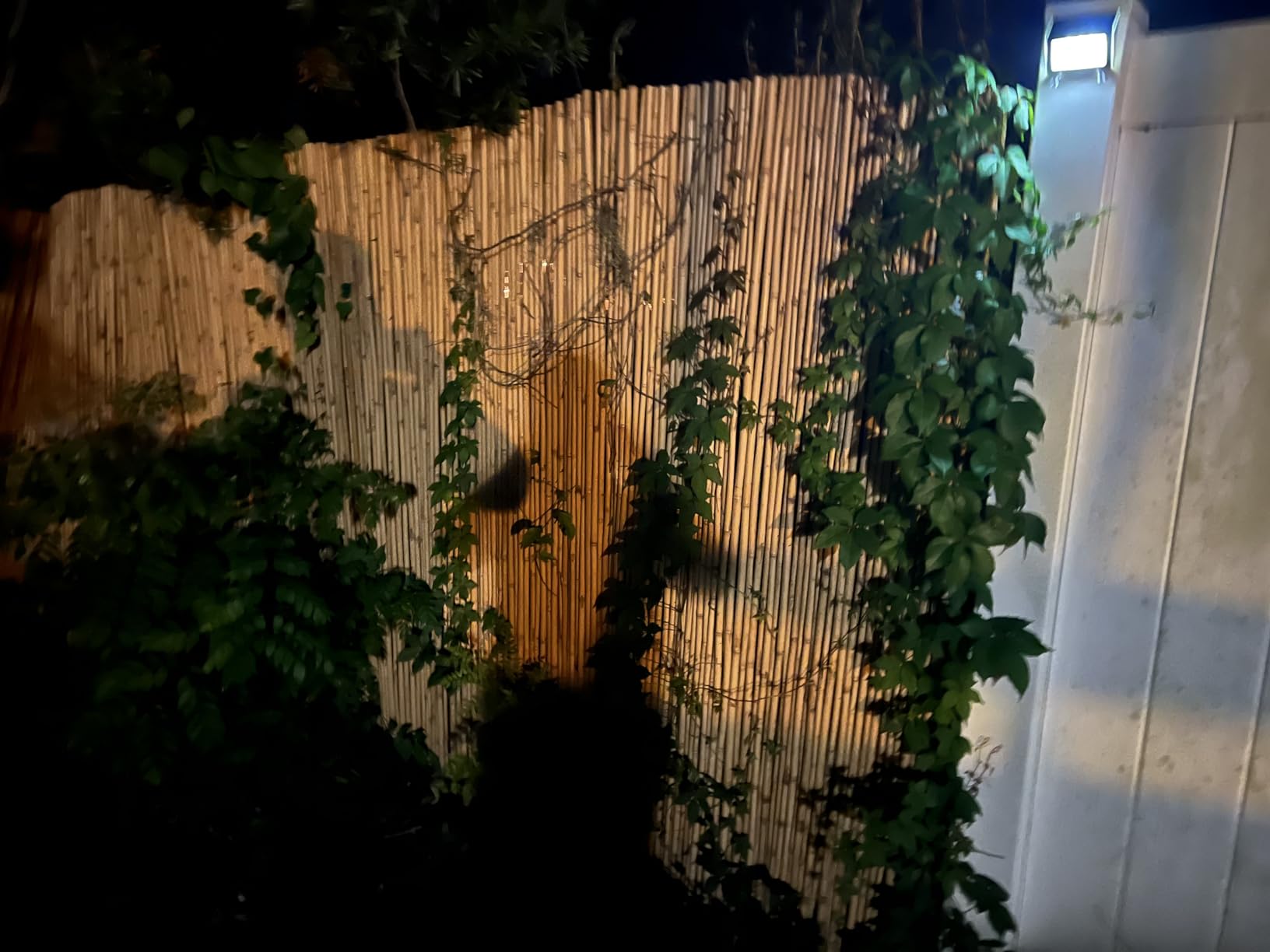 Natural Rolled Bamboo Fence, Eco-Friendly Bamboo Fencing, 0.7 in D x 6 feet High x 8 feet Long, bambu Screen for Garden, Privacy customer photo 1