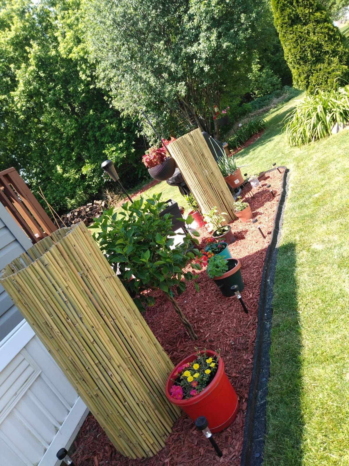 Natural Rolled Bamboo Fence, Eco-Friendly Bamboo Fencing, 4 ft High x 6 ft Long customer photo 1