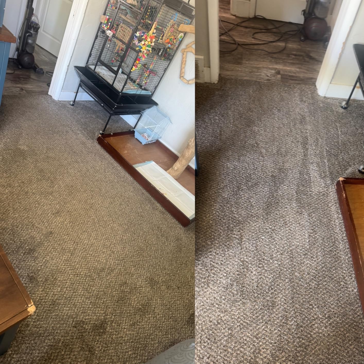 Rug Doctor Mighty Pro X3 Commercial Carpet Cleaner with Oxy Cleaner Pack | Includes 48 oz. Oxy Carpet Cleaning Solution Removes Wine, Mud, Vomit, and other Tough Stains. customer photo 2