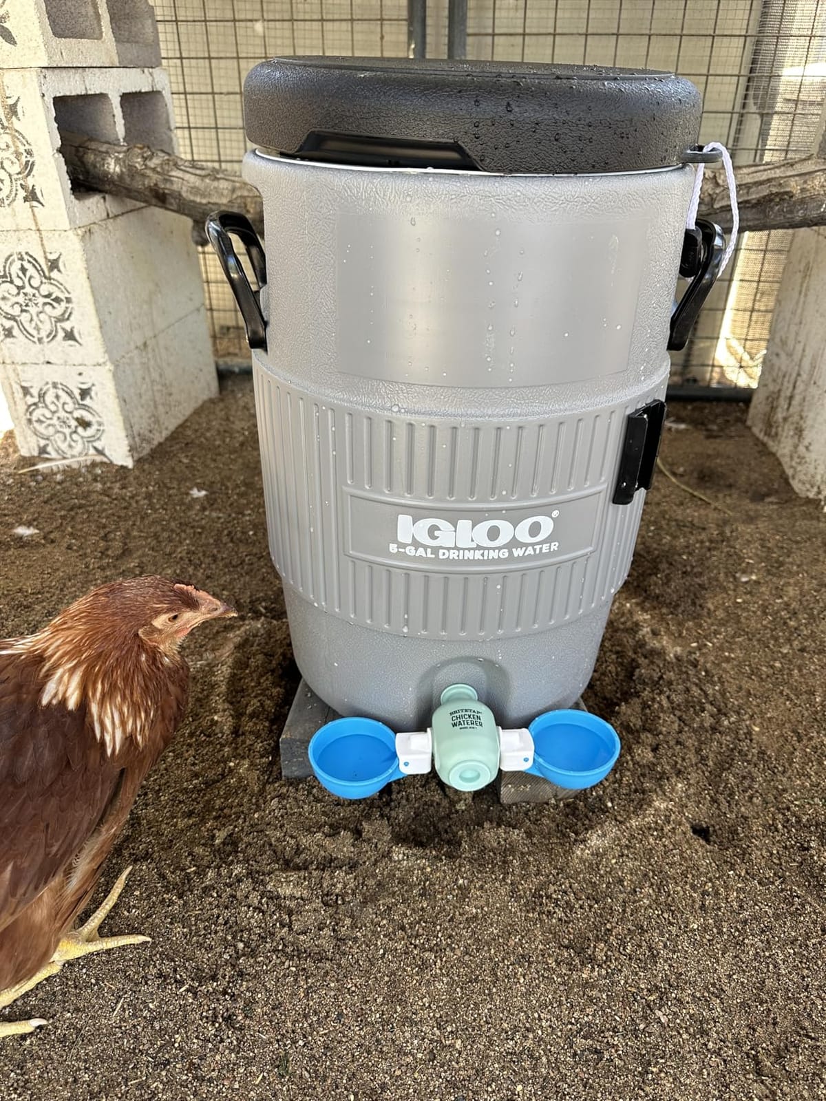 Igloo Sports Cooler | Insulated Beverage Dispenser with Spout | Portable Handwashing Station customer photo 2