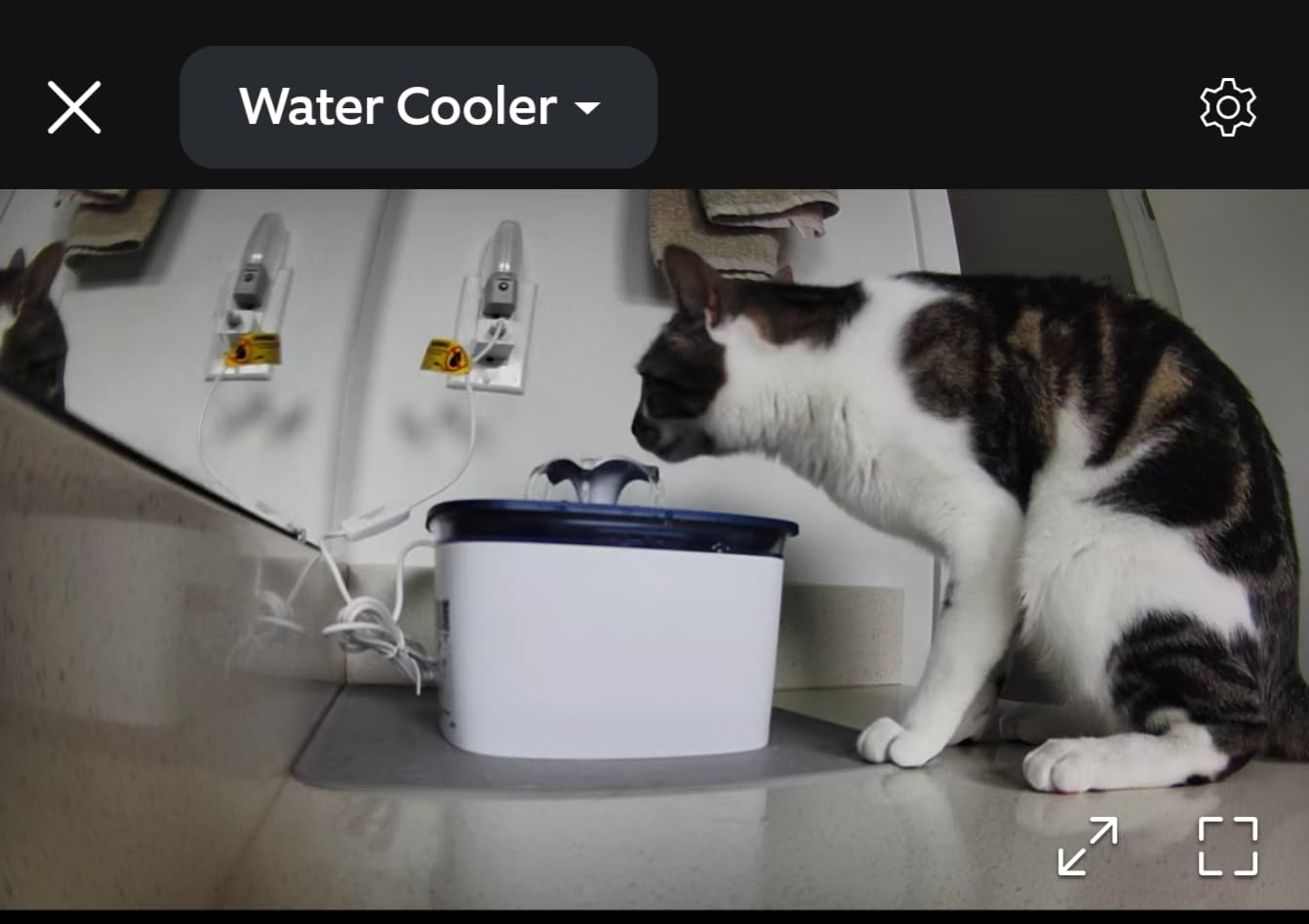 Veken Innovation Award Winner 95oz/2.8L Cat Water Fountain, C1 Classic customer photo 2