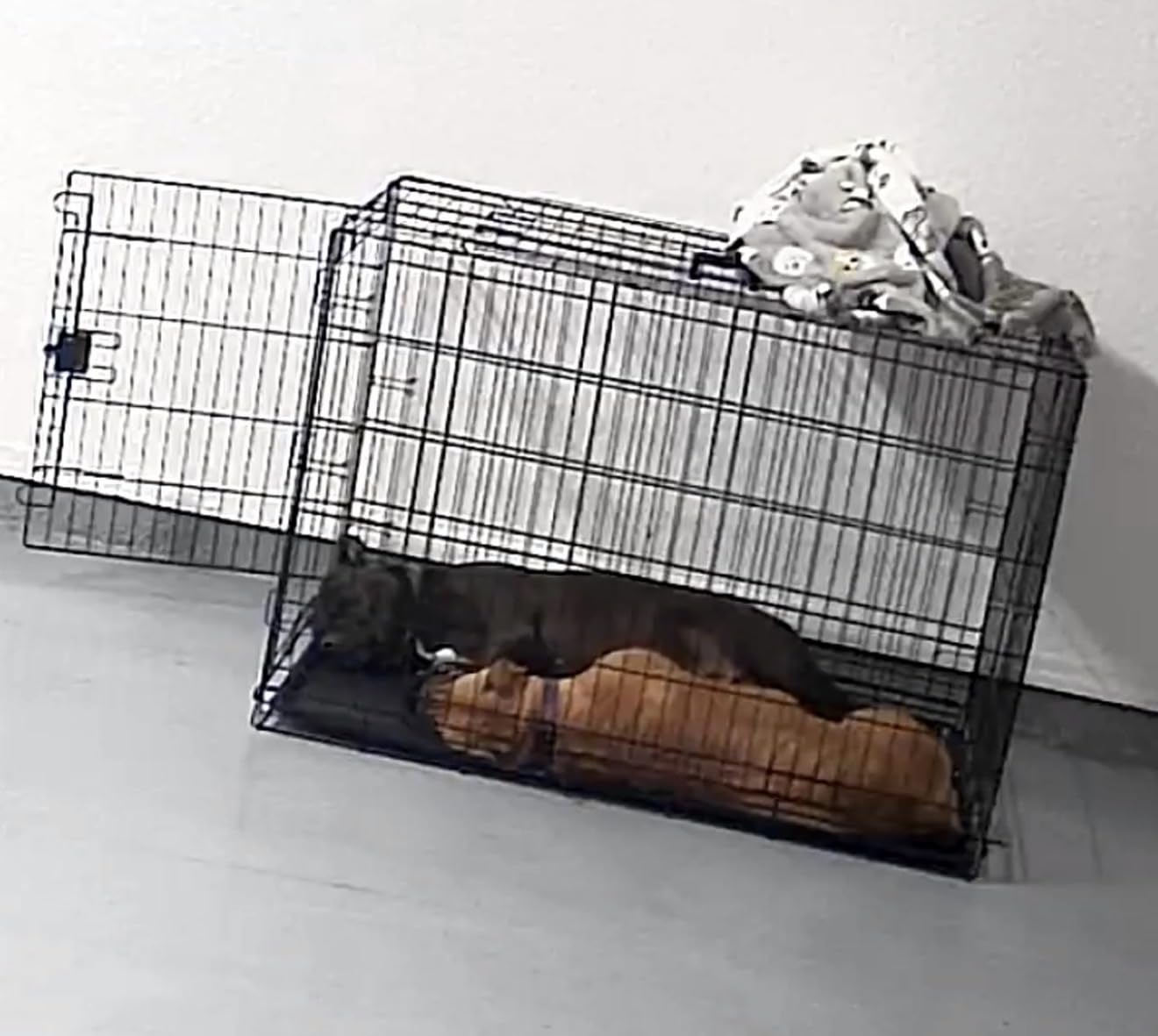 Amazon Basics Portable, Foldable Metal Wire Small Dog Crate with Removable Tray, Divider Panel, Single Door, Easy to Assemble, 24