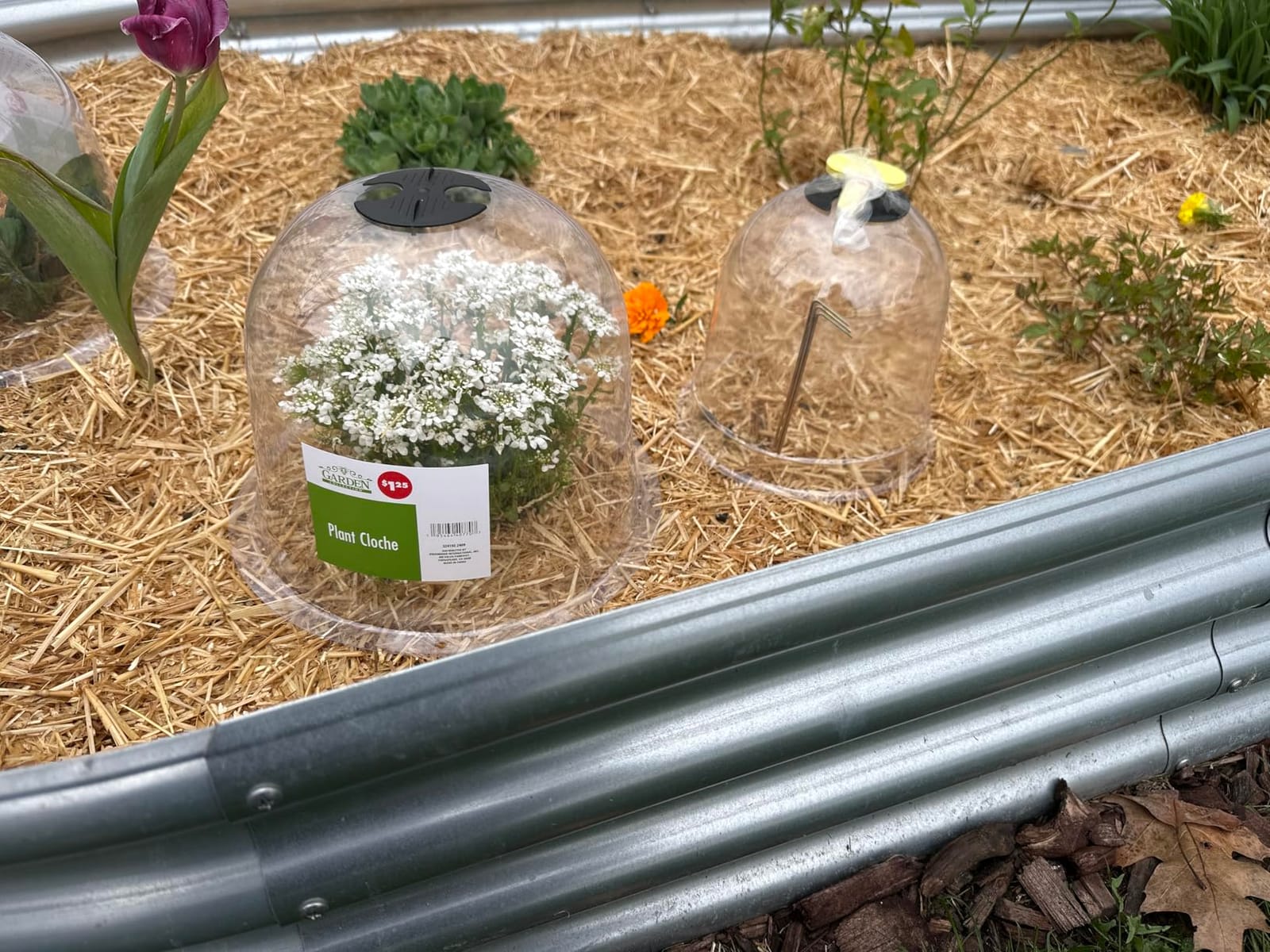 MorTime 6 Pack Garden Cloche Plant Dome, 7.3
