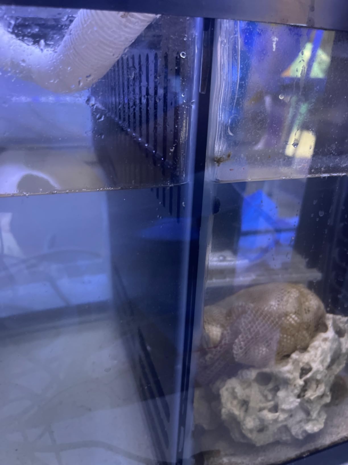 Adjustable Sump Baffle Kit - Refugium Kit for 20 Gallon Long Tank - Reef Aquarium - Saltwater Aquarium Filter System- Protein Skimmer Sump customer photo 2