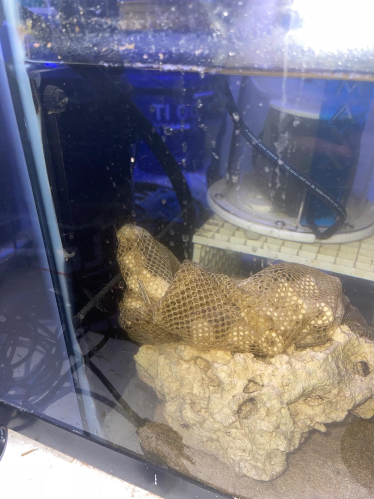 LYL LEYOULAND Adjustable Sump Baffle Kit - Refugium Kit for 40 Gallon Breeder Tank - Reef Aquarium - Saltwater Aquarium Filter System- Protein Skimmer Sump customer photo 2