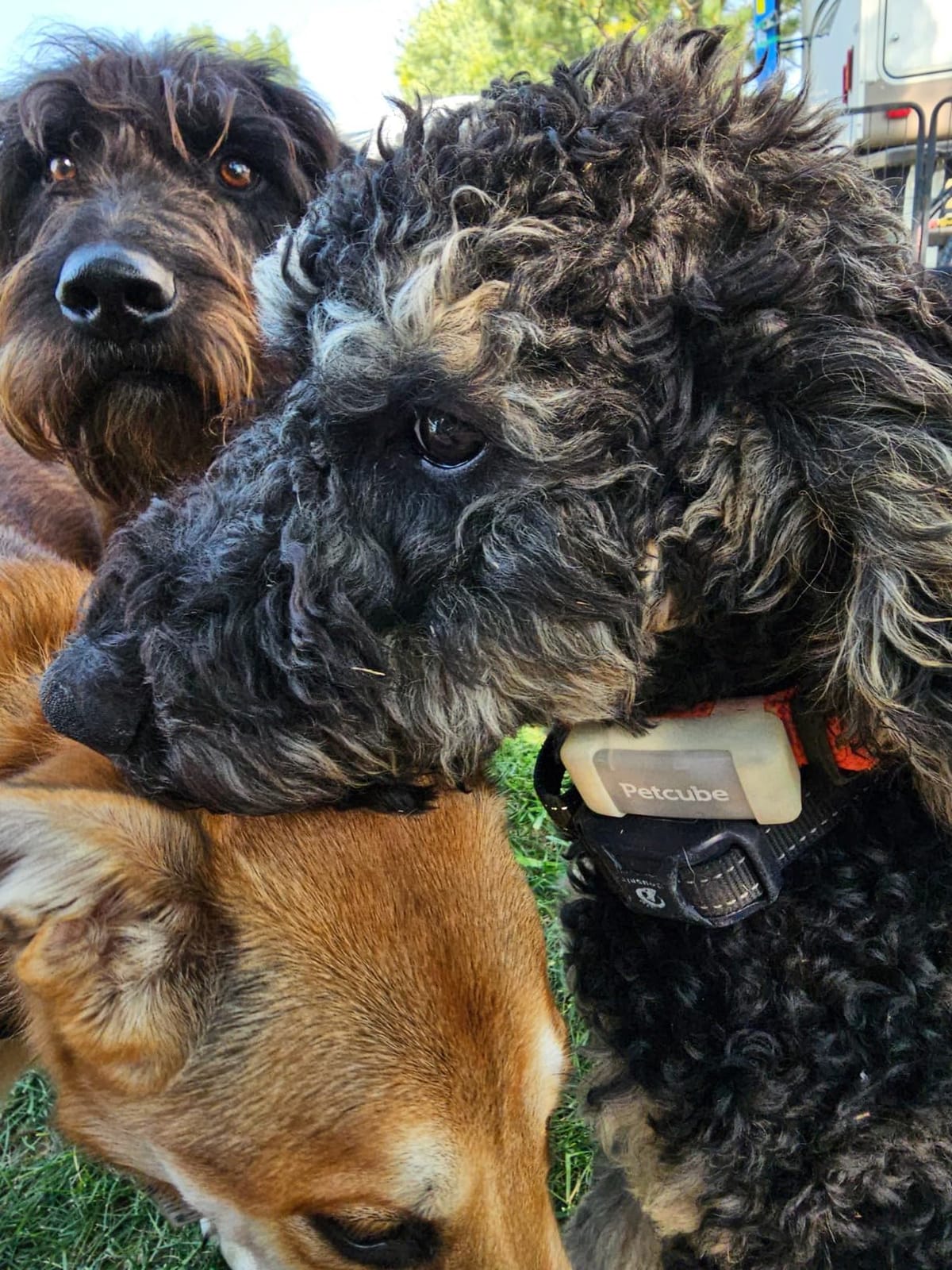 Petcube GPS Tracker for Dogs – Real-Time GPS Tracking & Escape Alerts customer photo 1