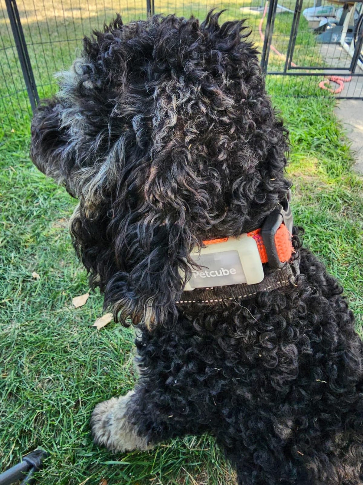 Petcube GPS Tracker for Dogs – Real-Time GPS Tracking & Escape Alerts customer photo 2