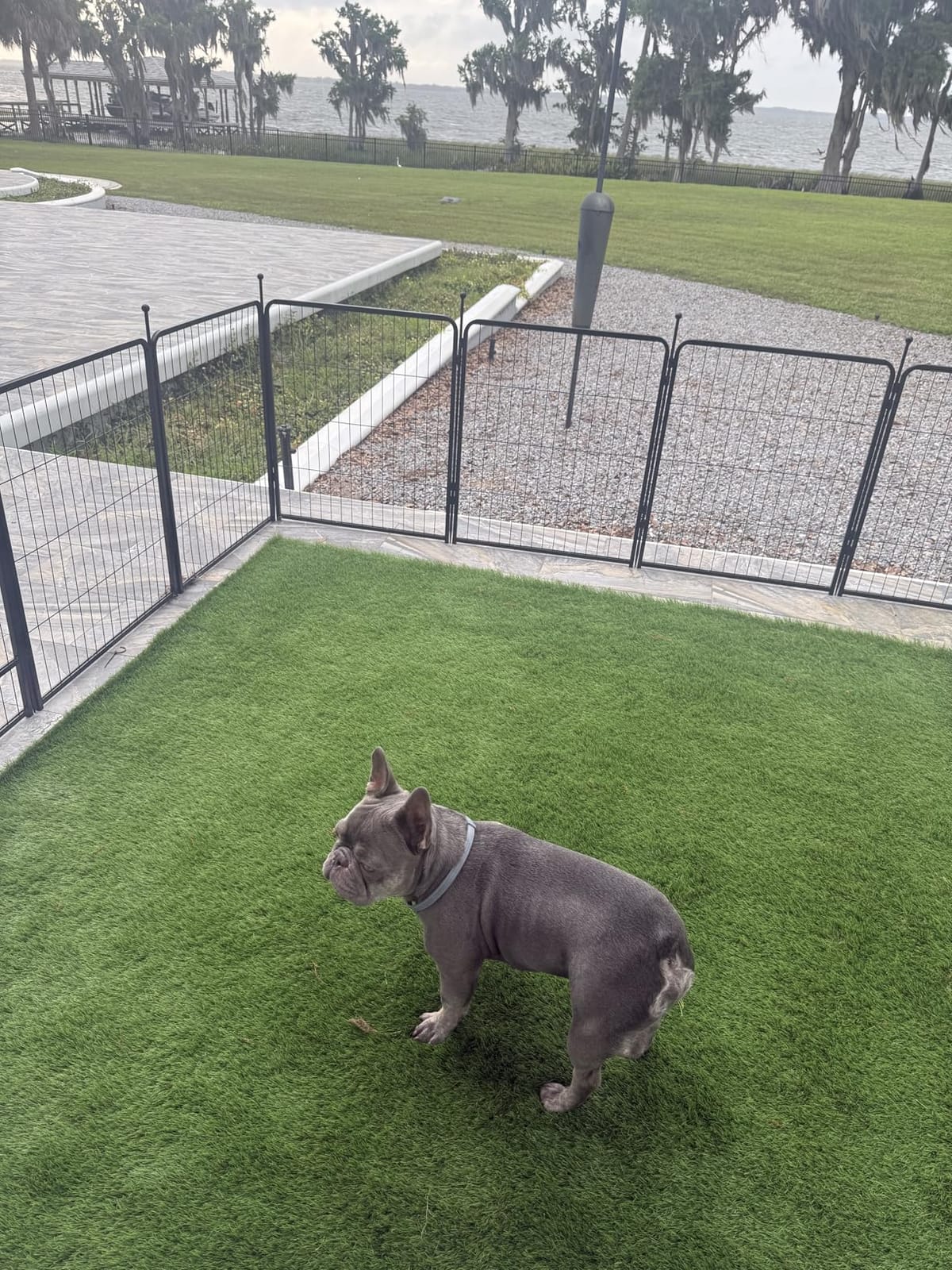 Petgrow Luxurious Artificial Grass 1.77 Inch Ultrathick Turf 7 X 15 Feet | SGS Report, Custom Size, With Drainage Holes Indoor Outdoor Dog Pee Fake Faux Grass, Garden Landscape Patio Synthetic Grass Rug customer photo 2