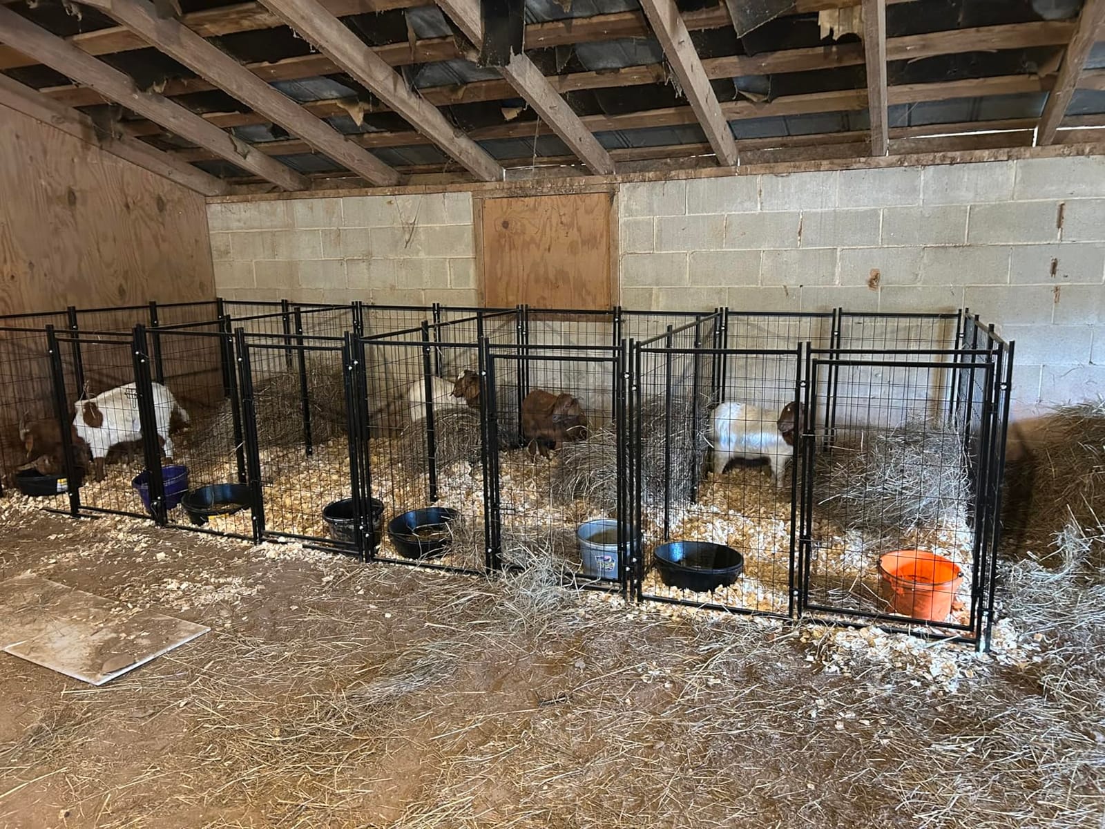 Dog Kennel Outside with Roof, 8'x6'x4' Outdoor Dog Kennel customer photo 1