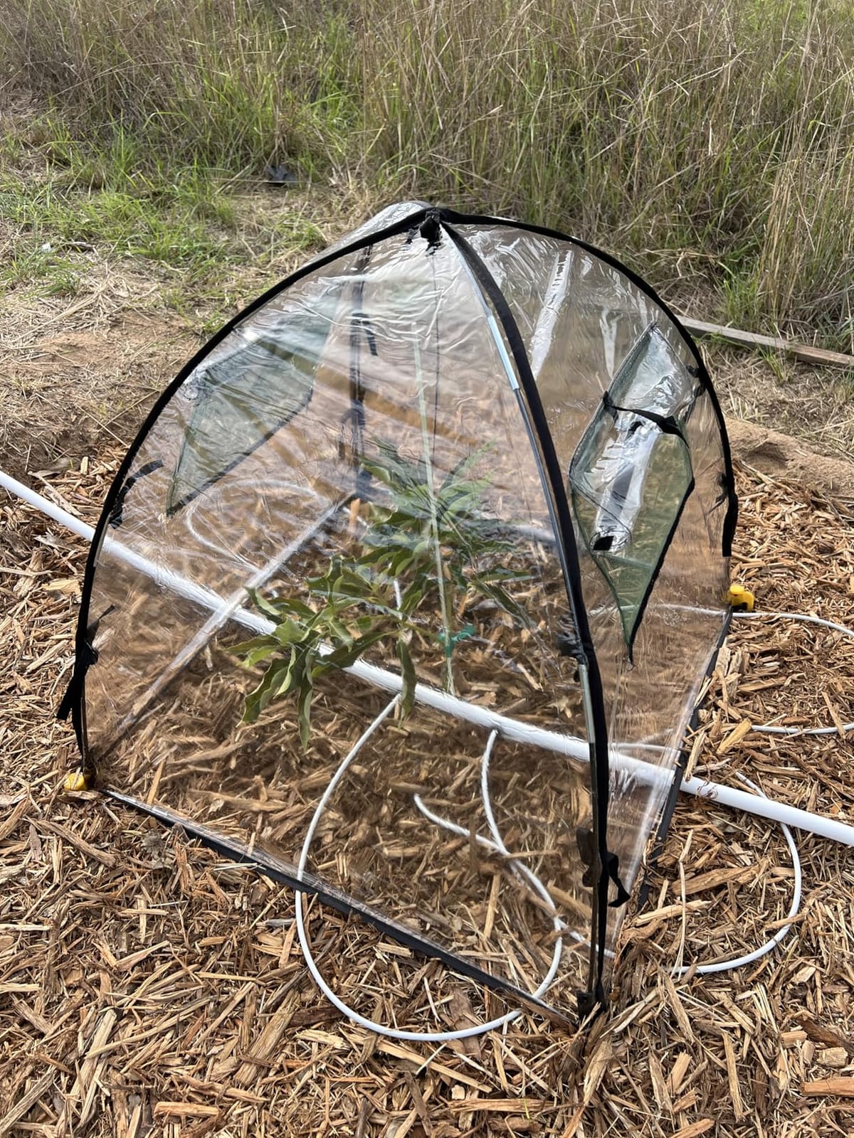 Clear Plant Covers Freeze Protection, 2-Pack Cloches & Domes, Winter | Clear PVC plant covers for winter outdoor potted plants. Reusable cloches & domes, frost dome cover customer photo 1