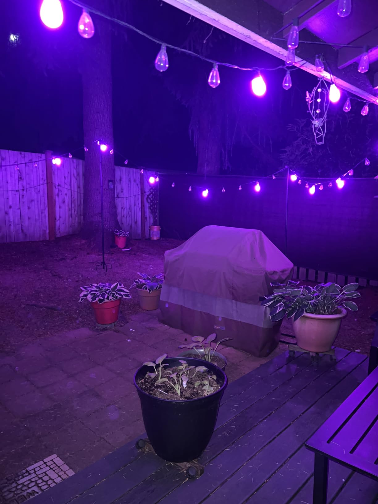 Govee S14 Bulb Outdoor String Lights 2, 96ft RGBICWW, 30 LED Bulbs, IP66 | Patio Lights with 111 Scene Modes for Patio, Backyard, Garden, Compatible with Alexa, Google, Matter, APP Control customer photo 2