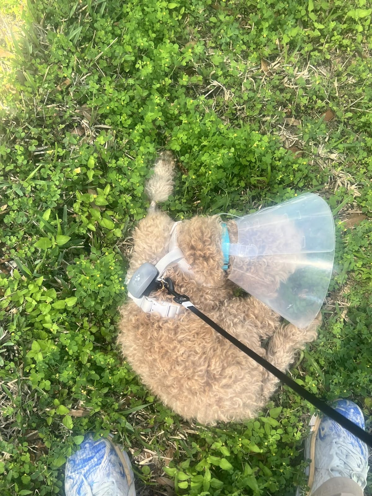 Purina Petivity Dog GPS Tracker Collar, Activity and Real Time Tracking customer photo 2