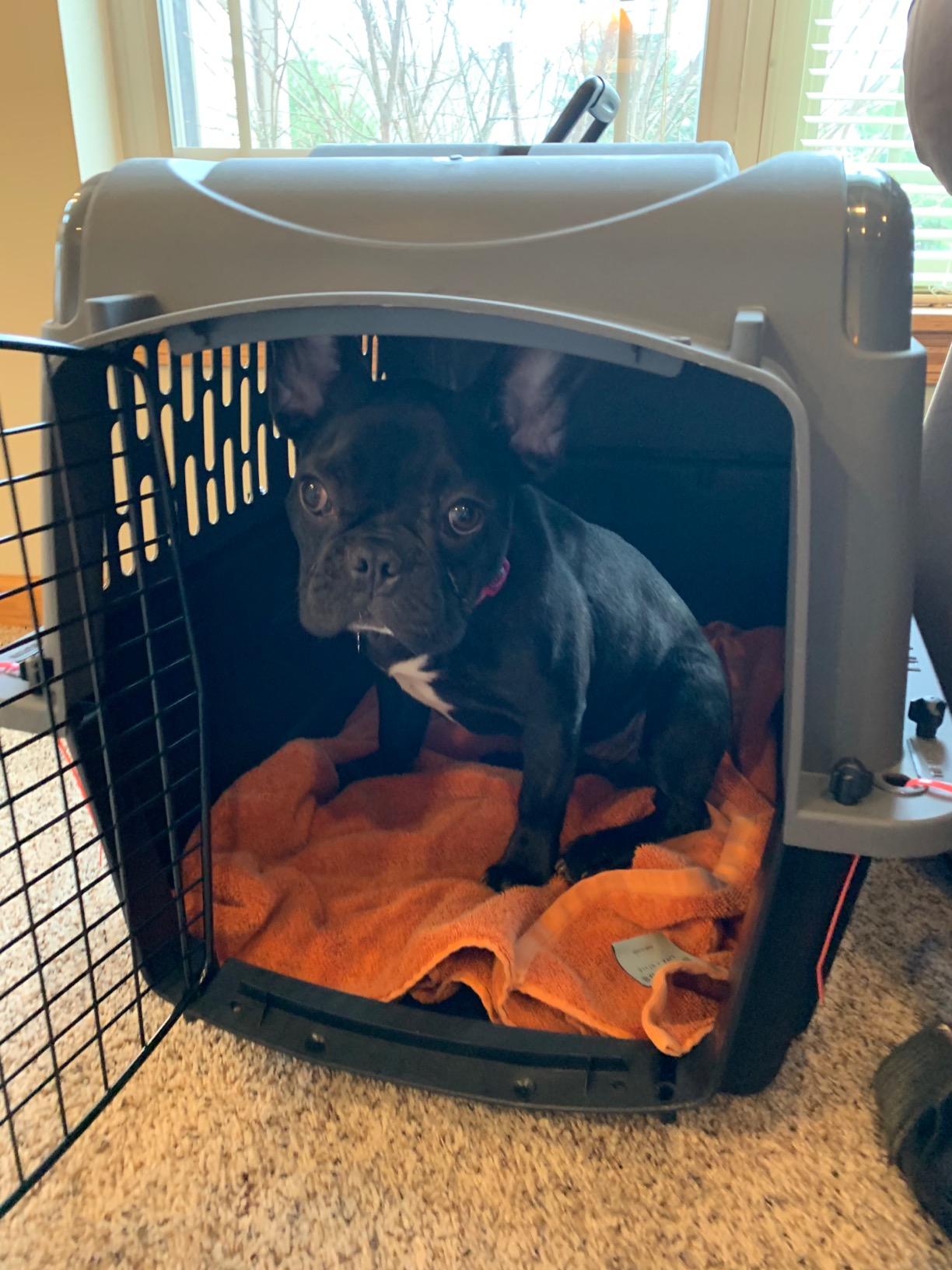 Petmate Large Breeds Dog Kennel, Dark Gray and Black customer photo 2